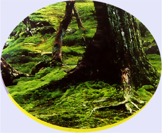 苔藓.png 苔藓.png