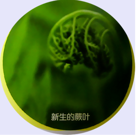 橛叶.png 橛叶.png